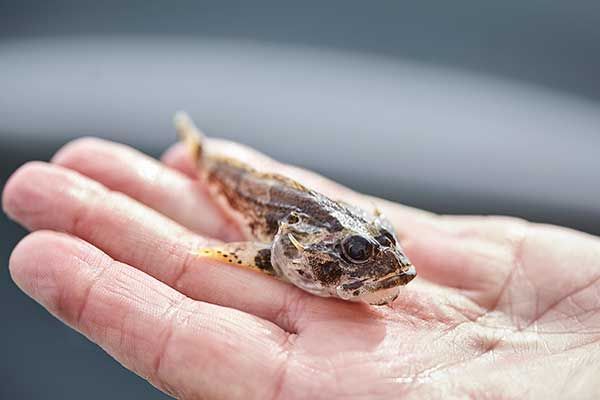 Sportvissen op de Nederlandse Waddenzee