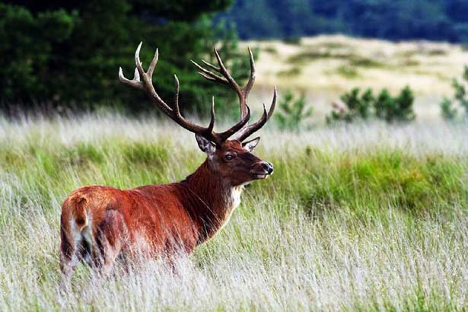 Nederlands Nationaal Park De Hoge Veluwe