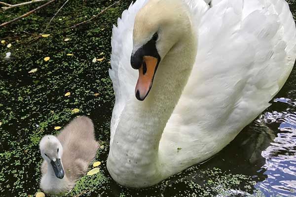 Speeltuin Limburg Nederland