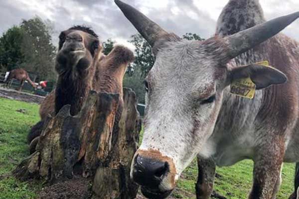 Kinderboerderij Veluwe