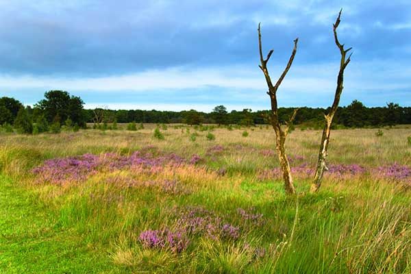 Heide in de provincie Drenthe Nederland