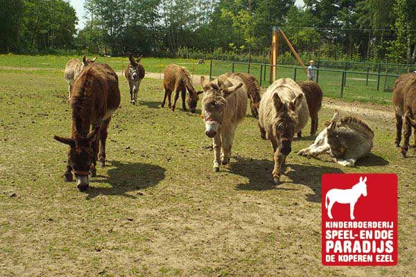 Speelparadijs en Kinderboerderij De Koperen Ezel Epe Nederland