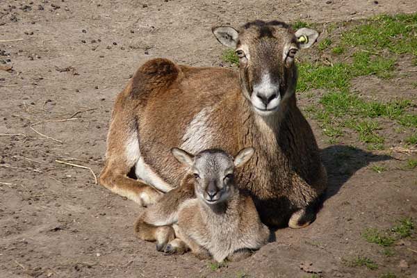 Dierentuin in de Nederlandse Provincie Limburg