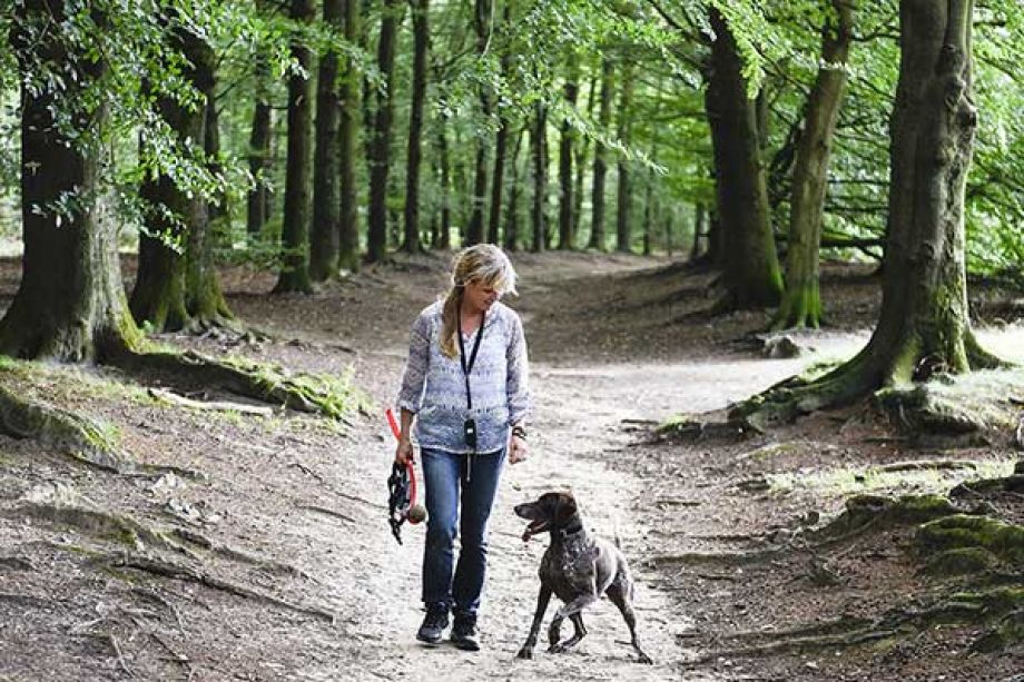 Nederlands Nationaal Park Het Drents Friese Wold