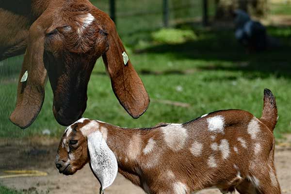 Zoo in Limburg Nederland