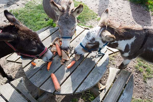 Speelparadijs en Kinderboerderij Veluwe Holland Nederland