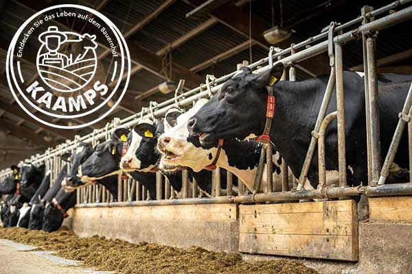 Melkveehouderij bezoeken in Nederland