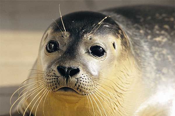 Duurzame rondvaarten en tochten op de Nederlandse Waddenzee