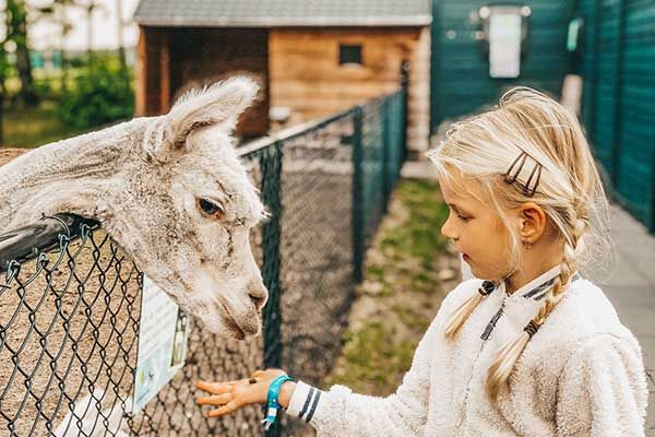 Camping met Alpacas in Nederland