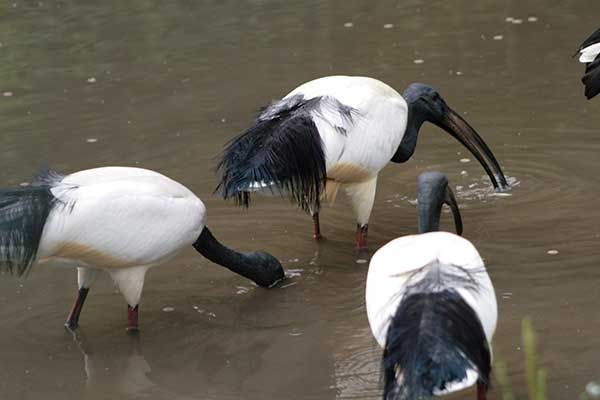 Kinderboerderij in de Nederlandse Provincie Limburg