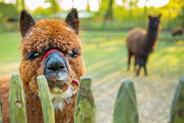 Camping mit Alpakas in Nederland